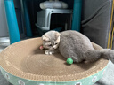 疯狂的主人 猫抓板窝特大号猫玩具猫爪板猫抓盆不掉屑猫窝碗形圆形瓦楞纸 实拍图