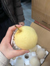 河北鸭梨新鲜10斤应当季水果现摘正宗水晶酥白梨雪梨整箱包邮梨子 带箱9-10斤特级装 实拍图