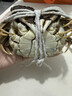 【活蟹】宿有千香霸王蟹鲜活大闸蟹公4.5-4.7两 母3.5-3.7两 4对8只螃蟹源头直发 实拍图