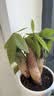 泰西丝三杆发财树盆栽易活客厅桌面绿植摆件+花好月圆陶瓷盆 源头直发 实拍图