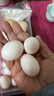 均鲜新鲜土鸽子蛋杂粮喂养农家特产白鸽蛋信鸽蛋孕妇宝宝年货节礼盒装 30枚610g左右精选鲜鸽蛋 实拍图