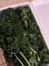 羽衣甘蓝新鲜生鲜蔬菜嫩叶甘兰芥蓝西餐沙拉榨汁减肥减脂 羽衣甘蓝减脂尝鲜装1斤 实拍图