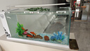 长锐侧滤鱼缸桌面办公室免换水生态水草超白水族箱 K800造景版【长80 宽30 高40】 实拍图