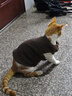 猫衣服保暖羊羔毛马甲背心秋冬泰迪博美宠物冬装可爱狗衣服绝育服 羊羔绒马甲-咖啡色 XL码（约10-11斤） 实拍图