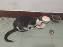 好主人猫条猫咪零食 喵舔酱火腿肠猫罐头白肉汤罐成猫幼猫通用营养开胃 猫咪零食大礼包870g 实拍图
