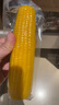 十月稻田 黄甜糯玉米 8根 3.52斤 真空包装 东北粘玉米棒 低脂早餐 实拍图