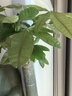 叹为观止大型植物发财树各种大颗盆栽开业乔迁客厅办公室内好养大型花卉 单杆发财树【1.5-1.7米】 含盆 实拍图