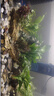 【京东物流】水草套餐 好养耐活真水草植物绿菊大叶绿九冠鱼缸 三头丹麦榕沉木 实拍图