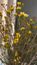 【澳洲腊梅】年宵花鲜切花家用水养插花云南直发鲜花束花期长真花 黄色腊梅1扎（约200g）【吸色】 实拍图