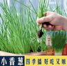 【春菜】耐热耐寒四季小香葱种子易种盆栽蔬果种籽 四季小香葱【易种】沾土发芽 【新种发芽率高】精选3包约2400 实拍图