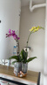 沭之美蝴蝶兰盆栽兰花带花发货 蝴蝶兰黄色（带花发货）不含盆 源头直发 晒单实拍图