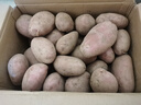 【真便宜】红皮土豆高原黄心土豆马铃薯红皮黄心洋芋 蔬菜水果 红皮土豆 9斤 单果1-3两 实拍图