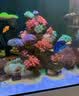 威力顿国象珊瑚专用胶海缸水族造景SPS粘珊瑚基座底座纽扣活石LPS鱼缸水草莫斯强力啫喱胶水可水下操作 国象珊瑚胶20g(送指套) 实拍图