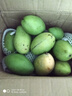 庾丰 芒果新鲜水果生鲜整箱当季大青皮芒 热带孕妇芒果 10斤装(净果9斤)单果200g+ 实拍图