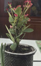 泰西丝铁海棠绿植盆栽桌面好养水培植物摆件+繁星塑料吸水盆 源头直发 实拍图