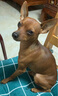 ROCCO & ROXIE犬猫乳钙片 宠物狗狗猫咪钙片补钙 幼成老年犬健骨补钙 100g 实拍图