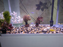 派乐特鱼缸溪流石底砂造景底沙子水草装饰雨林铺底石头子缸生态5斤 实拍图