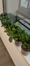 双盟 绿萝盆栽除甲醛花卉绿植办公室新房净化空气110款10盆装源头直发 实拍图