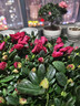 【莎之槿园艺】杜鹃花苗盆栽带花苞四季开花不断室内观花卉绿植植物老桩大棵好养 特大盆红色杜鹃花+(不含盆)带花苞发货 含盆 实拍图