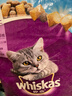 伟嘉猫粮成猫全价猫粮亮毛均衡营养10kg海洋鱼味夹心粮【原料透明】 实拍图