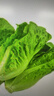 千牛优福新鲜生菜组合4斤球生菜红叶等6种沙拉蔬菜轻食蔬菜包 6种蔬菜共4斤【无酱】 实拍图