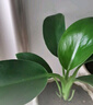 新大叶金钻绿公主盆栽植物除甲醛绿植办公室四季常青室内客厅摆放 【拍一发二】金钻+橙南瓜吸水盆 含盆高度15-20厘米 实拍图