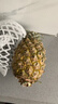 金钻凤梨17号海南新鲜水果无眼菠萝热带水果当季 1枚试吃装 单果1-1.5斤 实拍图