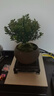 开时果 小叶赤楠盆景中式禅意植物 金丝楠木盆栽办公室内桌面老桩绿植 【热销款】舍得紫砂盆+苔藓+底座 实拍图