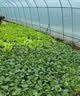 太阳能冬季取暖器大棚增温灯蔬菜水果花卉养殖专用增温保温补光灯 主灯200W+三色可调+光控+遥控 实拍图