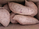 紫罗兰红薯沙地现挖紫薯宝宝辅食紫芋头山芋苕粗粮新鲜包邮 紫薯3斤大果 优选款 实拍图