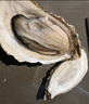 蜀皇 乳山生蚝鲜活特大牡蛎海蛎子5斤2XL(18-28只)只源头直发包 邮  实拍图