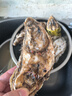 蜀皇 乳山生蚝鲜活大海鲜年货5斤净重5XL(8-12个)只源头直发包 邮 实拍图