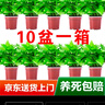 双盟 绿萝盆栽除甲醛花卉绿植办公室新房净化空气110款10盆装源头直发 实拍图