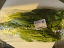油麦菜约300g 实拍图