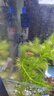 日胜（RS）鱼缸加热棒不锈钢款100W 自动恒温精准温控 水族箱加热器 实拍图