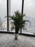 叹为观止 大型盆栽 单杆辫子发财树天堂鸟绿萝散尾葵办公室内开业乔迁礼品 散尾葵1.7—1.9米【聚宝盆】 不含盆 实拍图