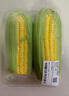 【炖煮季】黄粒甜玉米约800g 实拍图