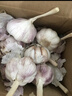 山东金乡鱼台大蒜农家自种干蒜新鲜蔬菜紫皮批发多瓣祘头当季 精品大蒜【带箱3斤】 实拍图
