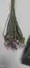 3.18节勿忘我鲜切花真花客厅餐桌插花摆件送人礼物 勿忘我1束（2-5个颜色）约200g新手福利 实拍图