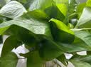 行湘绿萝盆栽水培绿植新房除甲醛绿植办公室净化空气花卉植物源头直发 实拍图