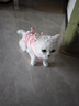 ycqpet猫咪绝育服母猫纯棉小猫透气手术服断奶薄款防掉毛术后防舔衣服M 实拍图