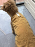 宠它星球狗狗衣服秋冬款猫咪泰迪小狗比熊冬季牵引幼犬棉衣秋季马甲西高地 桔色-菱形纹可牵引棉衣 2XL【推荐12-18斤】加厚保暖 实拍图