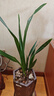 特级浓香型企黑兰花国兰客厅四季好养盆栽绿植物国花高端送礼物 高度40cm冠幅15cm特级精品兰花 1苗裸根发货 实拍图