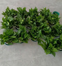 双盟绿萝盆栽除甲醛花卉绿植办公室新房净化空气180托盘4盆装源头直发 实拍图