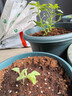 漫生活50L营养土赠多菌灵+肥种菜有机养花土通用种花土植物兰花土种植土 实拍图