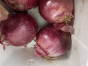 京鲜生河南紫皮洋葱带皮 净重5斤 单果250g+ 新鲜蔬菜源头直发 实拍图