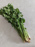 带根香菜100g 实拍图