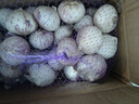 玉燕妃云南正宗新鲜紫皮独头大蒜独蒜干蒜 农家露天自种助农生鲜蔬菜 3.5-4cm独头紫皮大蒜干蒜4斤 实拍图