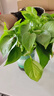双盟绿萝盆栽除甲醛花卉绿植办公室新房净化空气 120款10盆源头直发 实拍图