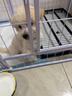 贝初众狗围栏室内宠物围栏狗笼子狗栅栏狗笼小中大型犬猫围栏狗笼折叠 120*60*60cm【适合中小型犬】 【6片】自由拼接组合围栏 加粗加密框架/无惧啃咬 实拍图